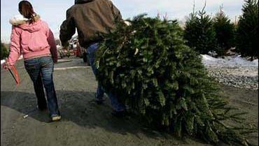 how to pick the perfect christmas tree cbs news how to pick the perfect christmas tree cbs news