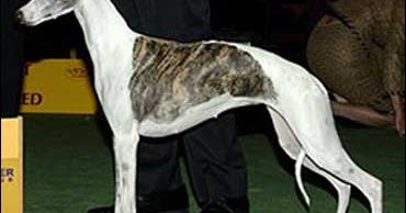 Wayward Whippet Becomes Urban Legend Cbs News