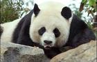 National Zoo pandra matron Mei Xiang 