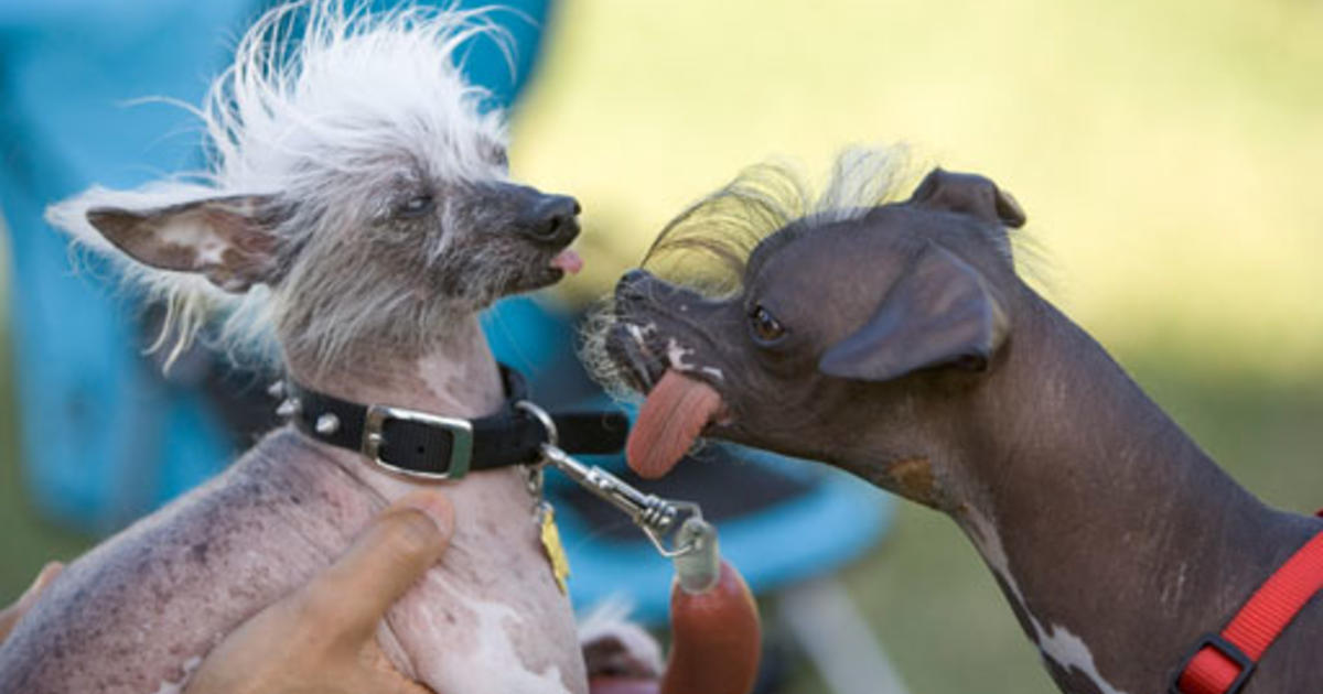 World S Ugliest Dogs Cbs News