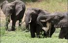 Elephants at a watering hole in Tembe Elephant Park, Northern KwaZulu Natal province, South Africa 