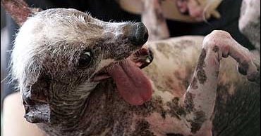 World S Ugliest Dogs Cbs News