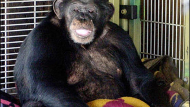 travis chimpanzee attack 2009