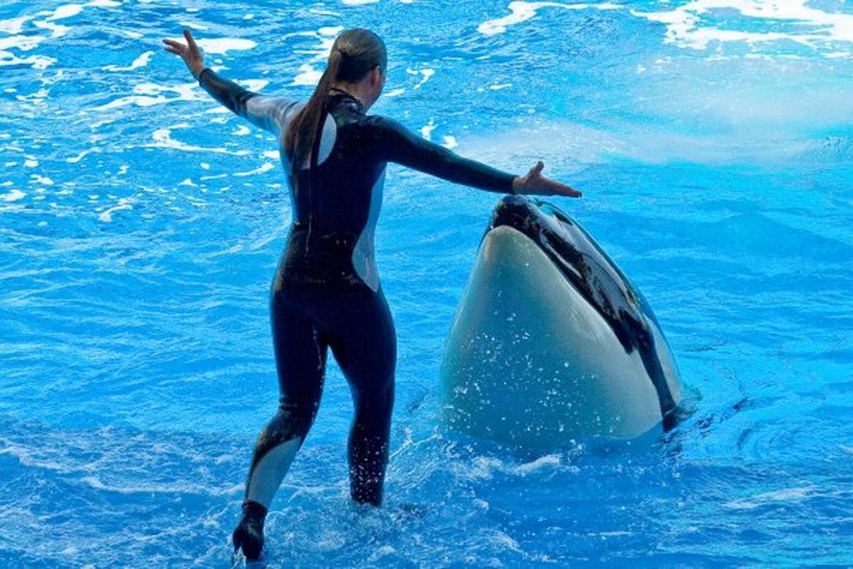 Dawn Brancheau SeaWorld Trainer Killed Photo 6 CBS News