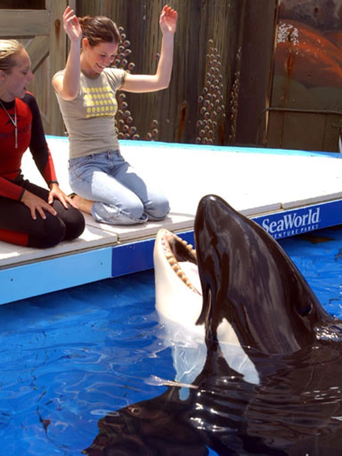 Dawn Brancheau SeaWorld Trainer Killed Photo 23 CBS News