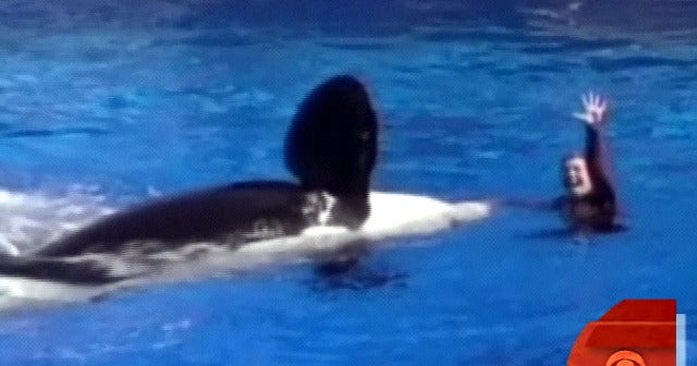 Killer Whale Grabs, Drowns Trainer Videos CBS News