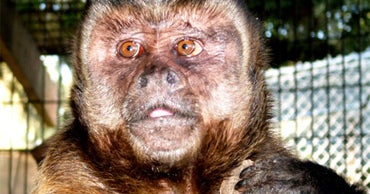 NCAA Bracketology Man vs. Monkey CBS News