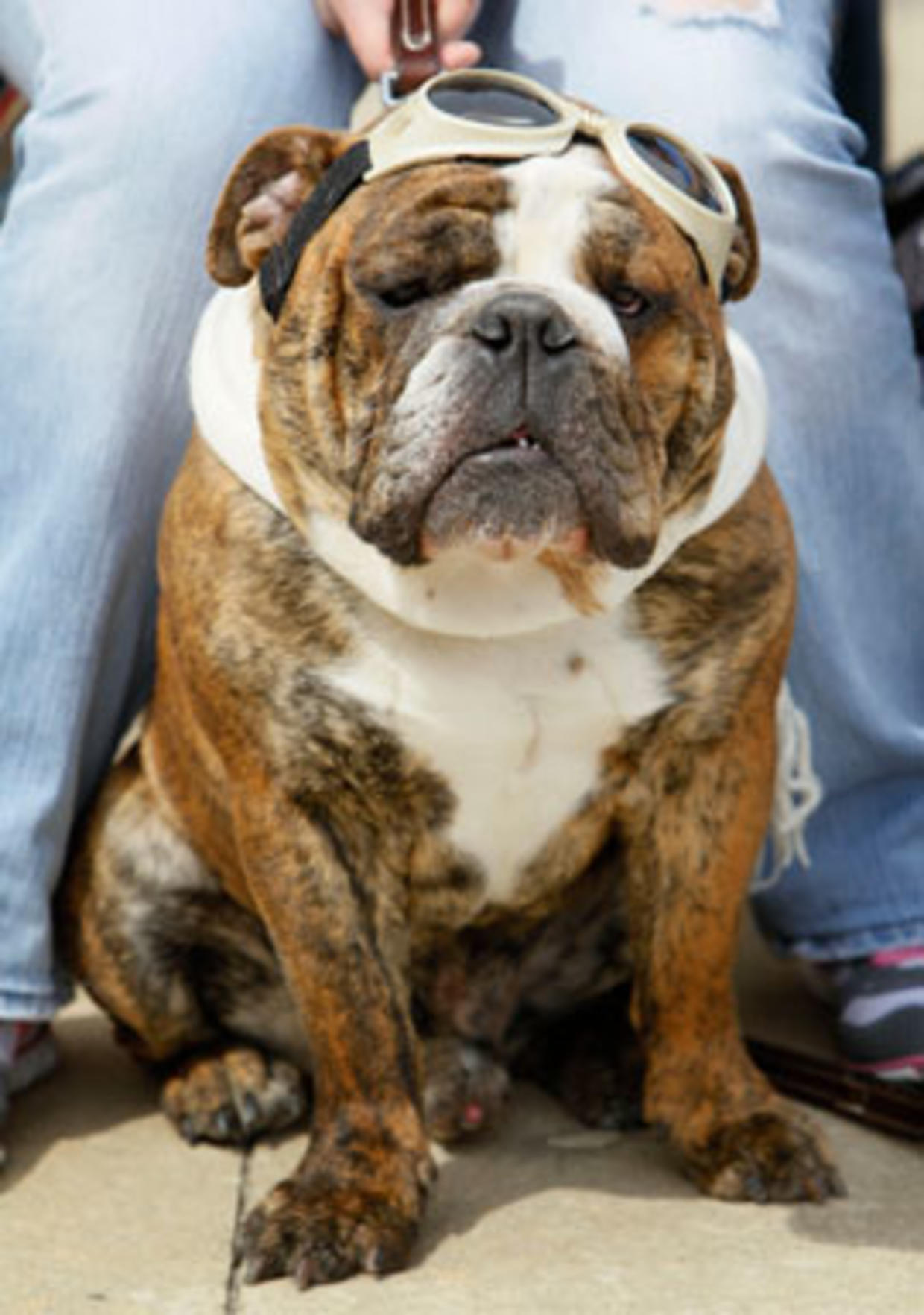 Beautiful Bulldog Contest CBS News