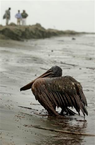 Get Sad Oil Spill Animals Gif