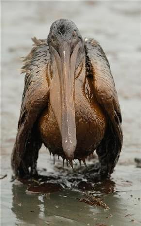 Animals Hurt By Gulf Oil Spill - Photo 1 - Pictures - CBS News