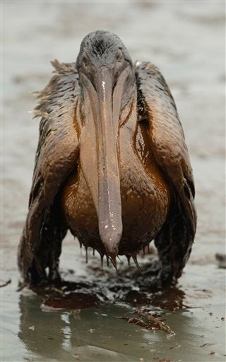 Oil Spill 100 Days, 100 Photos CBS News