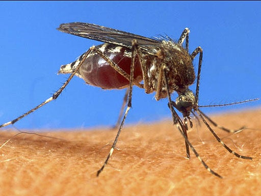 mosquitoap.jpg