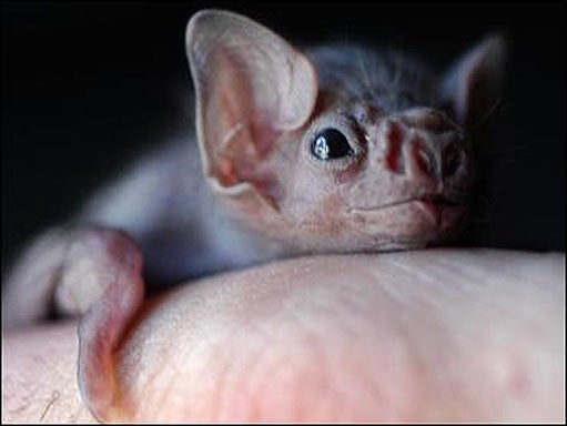 16 Weirdest Phobias CBS News