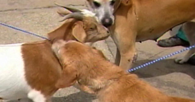A Goat and Dog's Unlikely Friendship CBS News