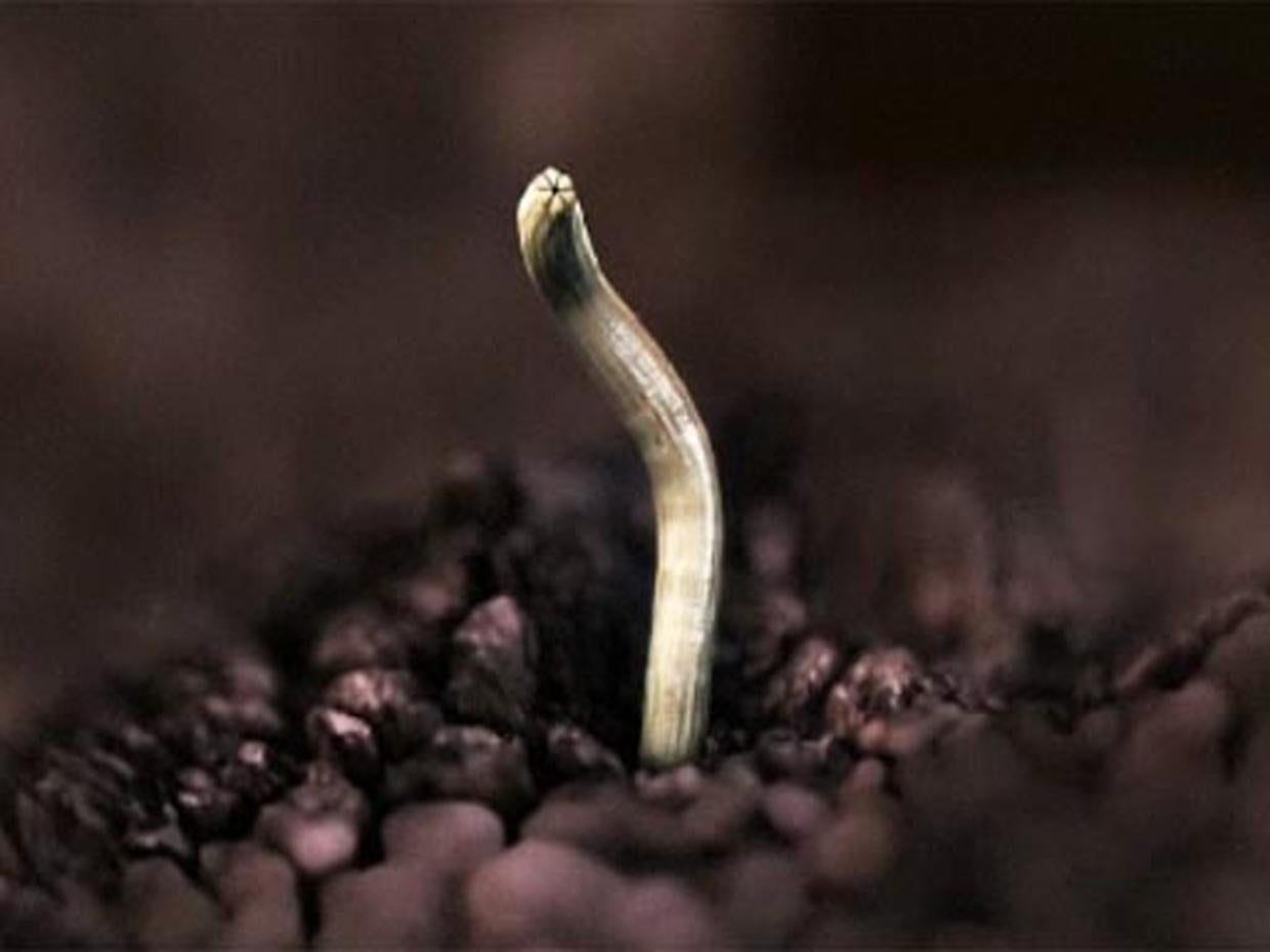 10 Most Terrifying Parasites Ever CBS News