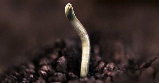 10 Most Terrifying Parasites Ever Cbs News