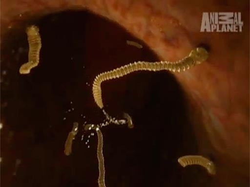 Tapeworm_2.jpg