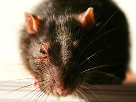 rodent, rat, food, gross, fda, generic, stock