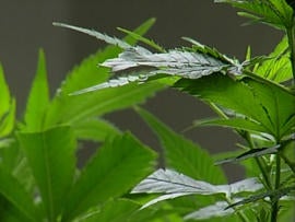 7 Foot Tall Pot Plants...in the Front Yard? That'll Get You Arrested in Osceola County