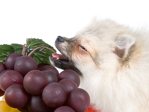 10 Treats to Never Feed Your Dog CBS News