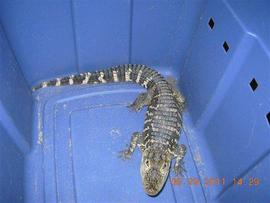 Pet Alligator Seized From Liquor Store In NY, Two Employees Ticketed