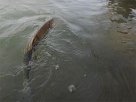 600 Pounds of Trout Stolen From Pond, Says Farmer