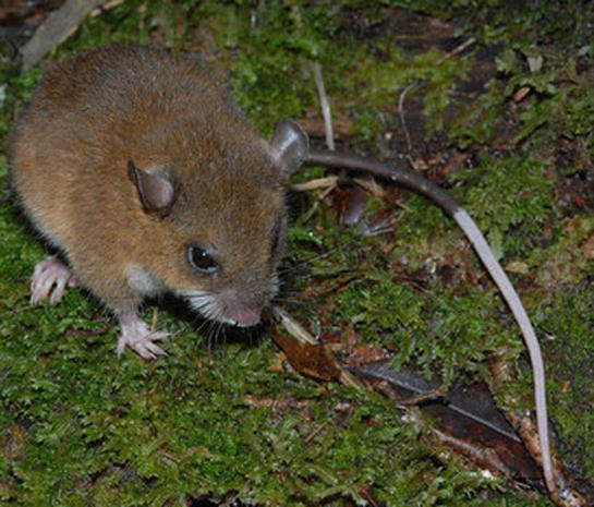 New Animal, Plant Life Discovered on Papua New Guinea - Photo 12