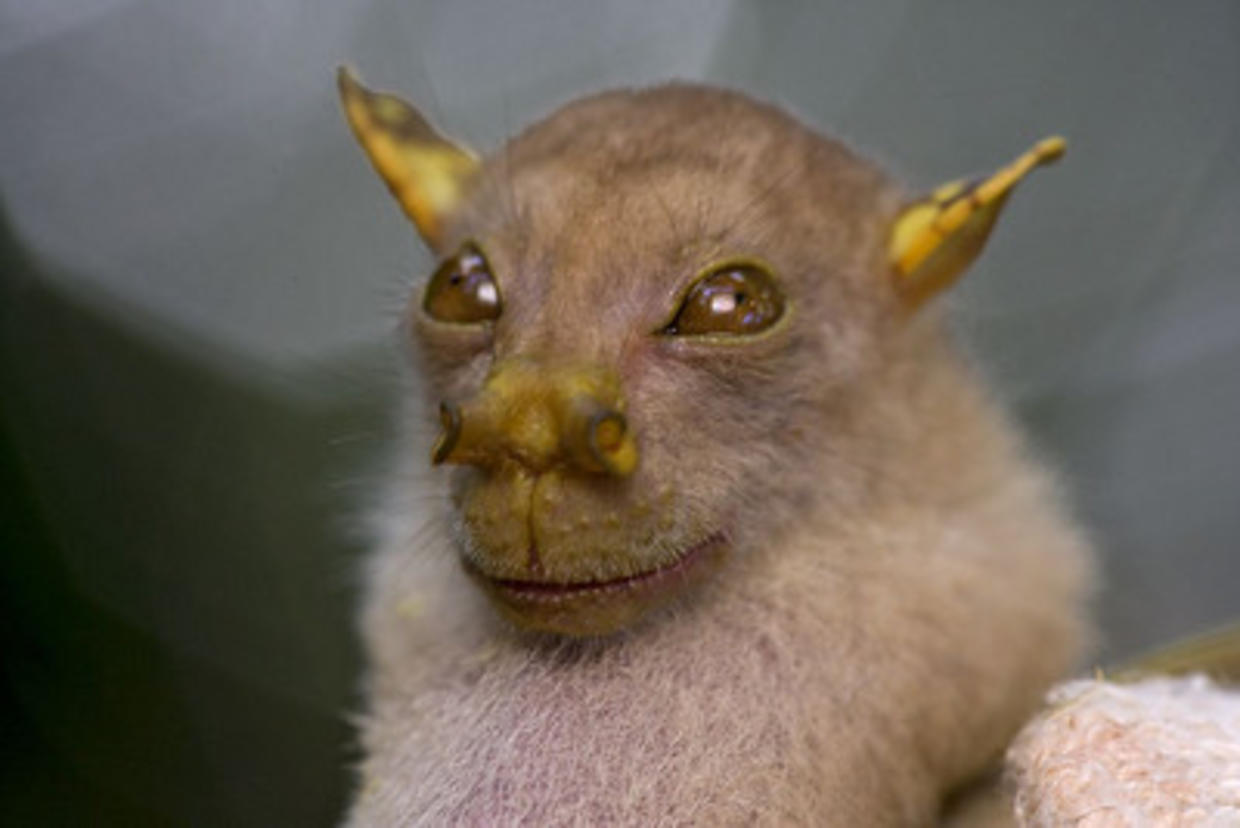 200 Species of Plants, Animals Discovered in Papua New Guinea - CBS News