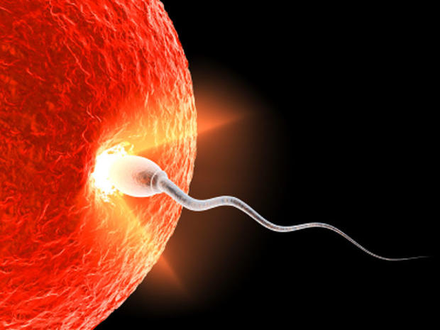 Image result for sperm finding egg