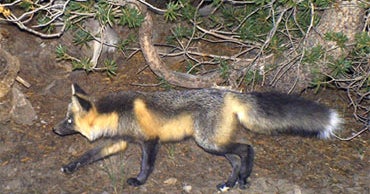 2 More Rare Red Foxes Confirmed in Sierra Nevada - CBS News