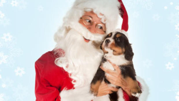 Santa Favors Dogs in Pet Owners Poll - CBS News