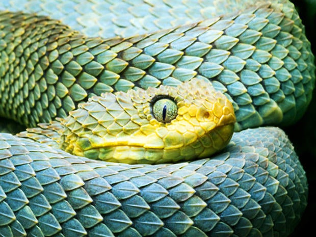 african bush viper, snake, isockphoto, 4x3