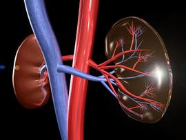 kidney, medical diagram, 3d, generic, 4x3