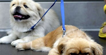 Wendy S Dog Grooming Wendy S Dog Grooming
