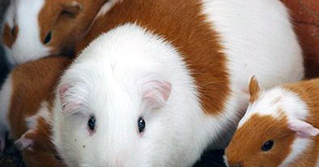 Guinea Pig Cleared To Room With Mich College Student For Emotional Support For The Student Cbs News
