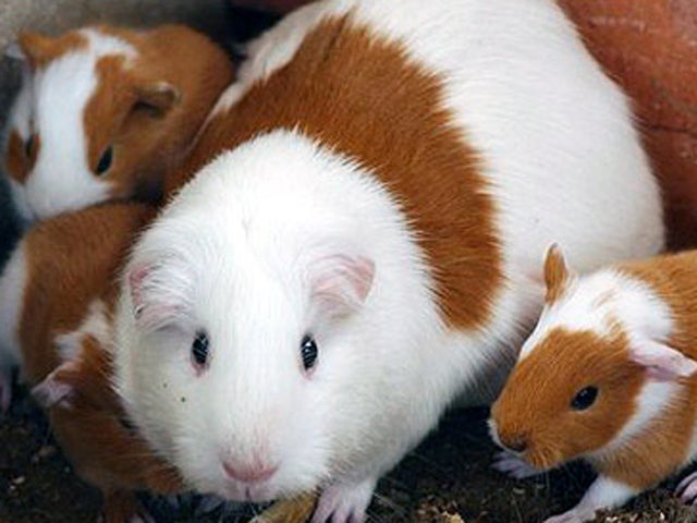 Guinea pig cleared to "room" with Mich. college student for emotional