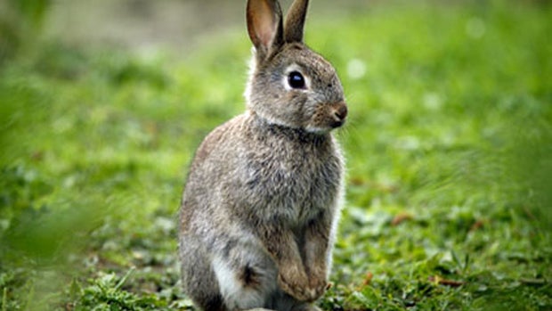 Smallest pets ring up biggest bills at the vet - CBS News