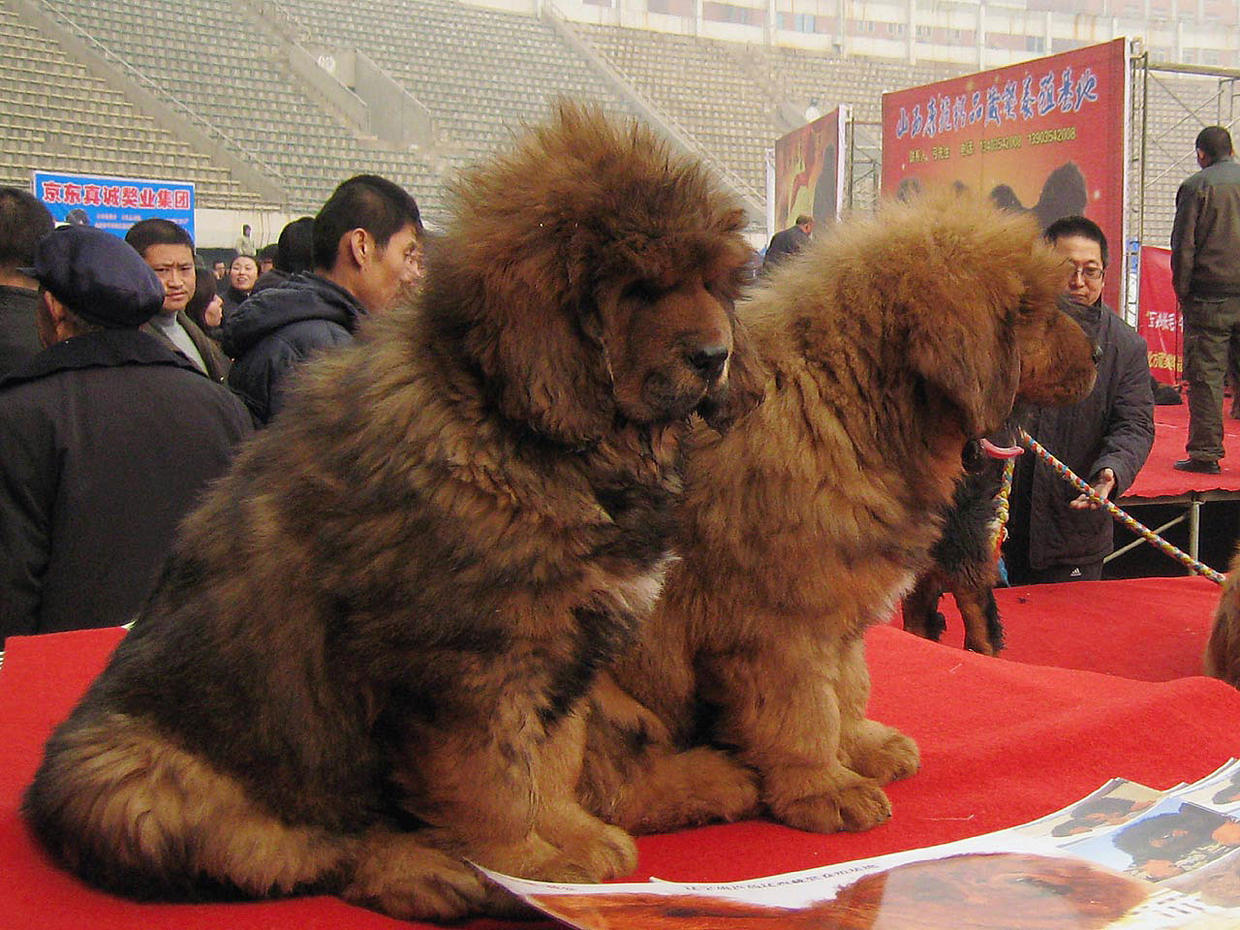 Tibetan Mastiff, "Big Splash," sells for 1.5 million, world's most