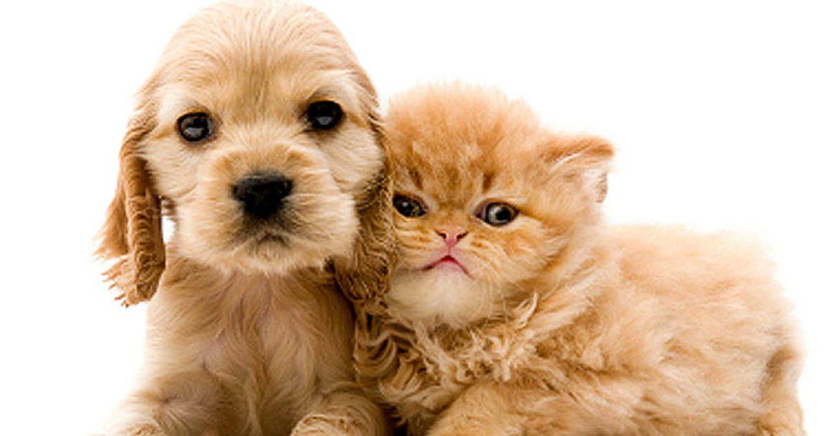 Got Allergies 15 Hypoallergenic Dogs And Cats Cbs News