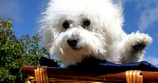 hypoallergenic bichon frise