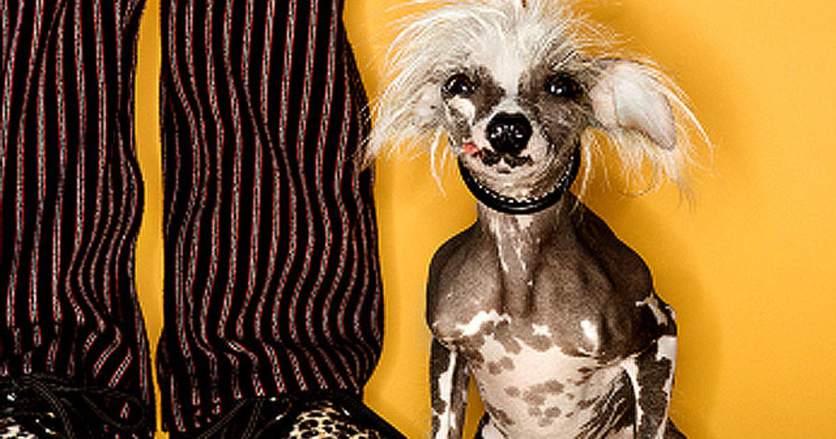 Chinese Crested Got Allergies 15 Hypoallergenic Dogs And Cats Cbs News