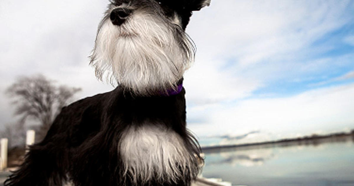 Miniature Schnauzer - All About Dogs