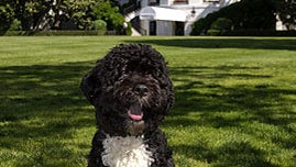 Are Portuguese Water Dogs Good Family Pets Are Portuguese Water Dogs Good Family Pets