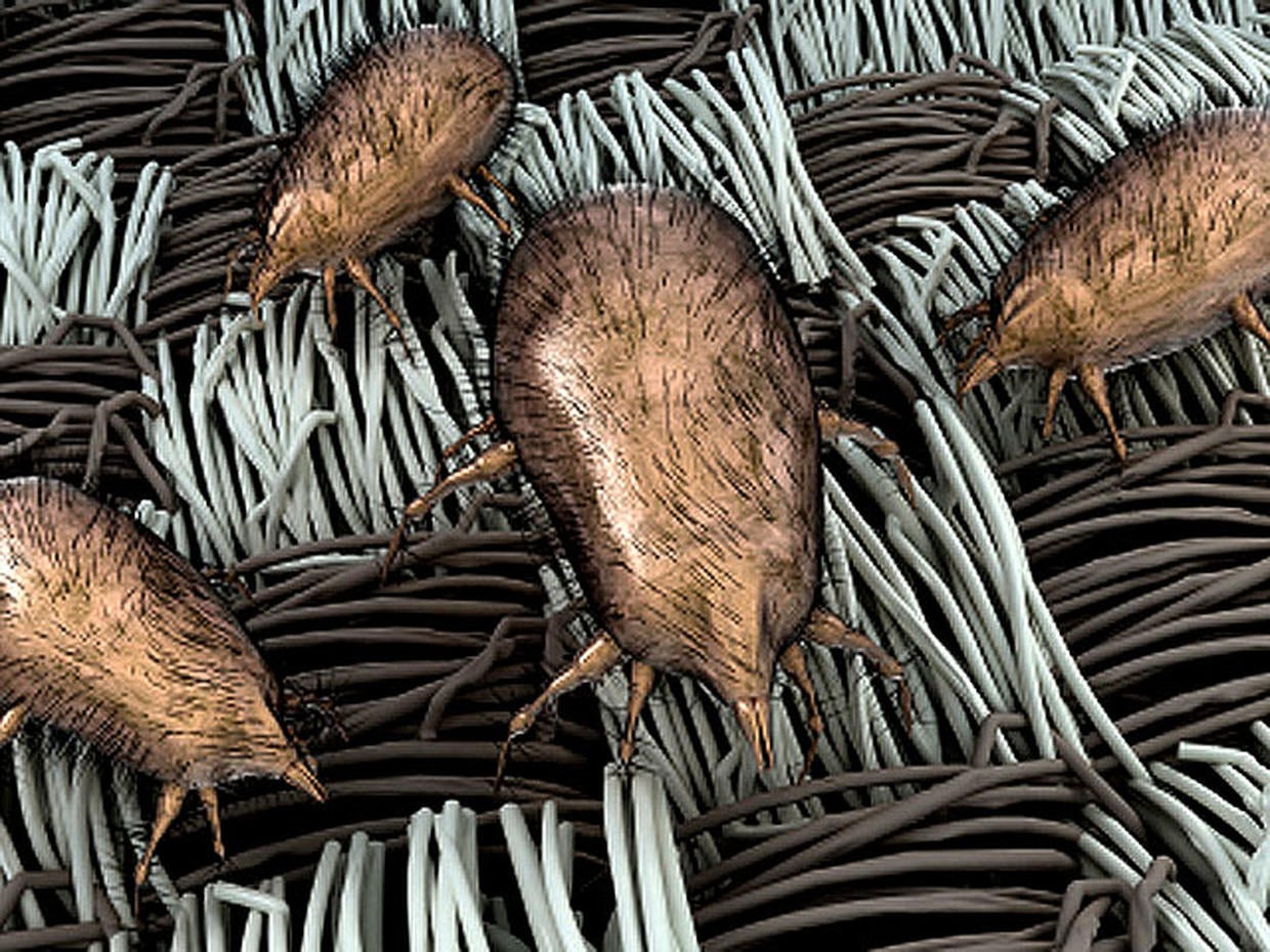 Cut the rug Allergy relief 20 simple secrets Pictures CBS News