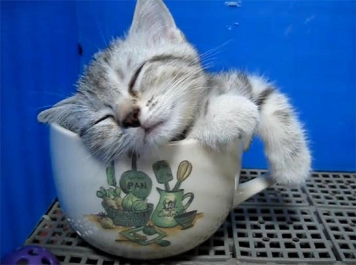Кот спит в чашке