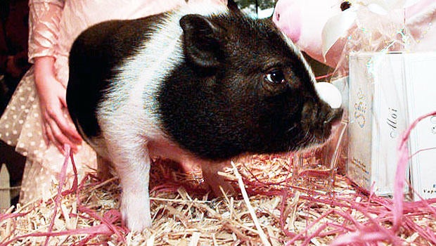 Ham on the lam: Pa. police send pet pig to farm, man wants it back