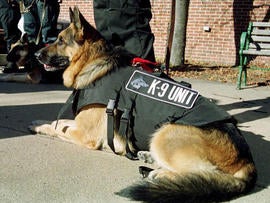 Man bites dog - then sues police canine's act