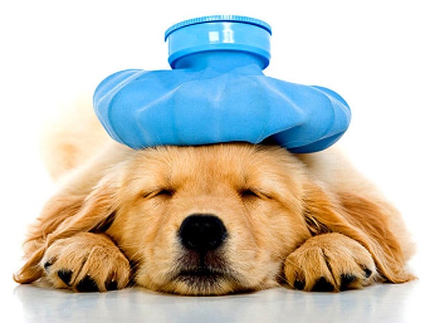 what to feed sick dog what to feed sick dog