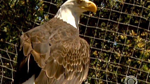 After DDT scourge, bald eagles return to Catalina - CBS News