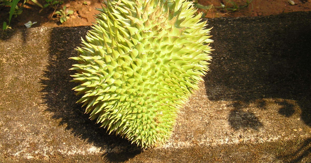 Covid durian ulu yam Durian Farm